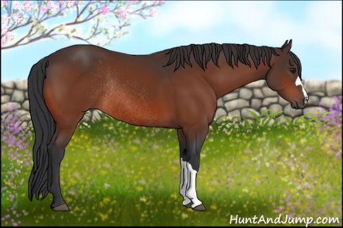Horse Color: Bay Rabicano 