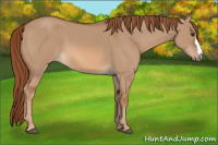 Horse Color:Red Dun 