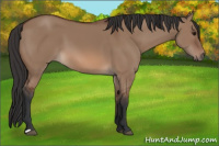 Horse Color:Bay Dun 