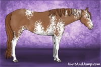 Horse Color:White Spotted Chestnut 
