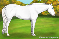 Horse Color:Silver Bay Roan Splash Appaloosa 