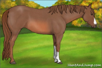 Horse Color:Red Roan 
