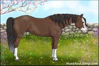 Horse Color:Bay Splash 