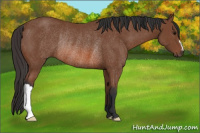 Horse Color:Bay Rabicano 