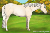 Horse Color:Palomino Pearl Rabicano 
