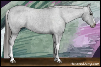 Horse Color:Brown Appaloosa 