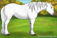 Horse Color:Gray Bay 