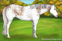 Horse Color:White Spotted Silver Bay Ice Sabino Splash 