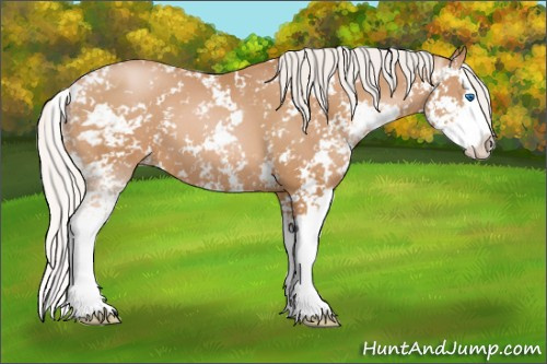 Horse Color: Silver Bay Pearl Sabino Splash 