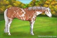 Horse Color:Silver Bay Sabino Splash Rabicano 