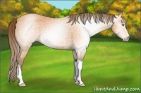 Horse Color:Gray Perlino