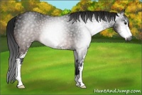 Horse Color:Gray Brown Sabino 