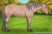 Horse Color:Bay Appaloosa 
