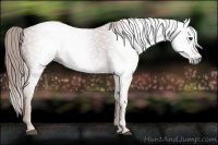 Horse Color:Gray Chestnut 