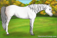 Horse Color:Gray Bay 