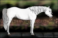 Horse Color:Gray Bay 