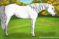 Horse Color:Gray Bay 