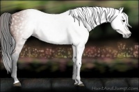 Horse Color:Gray Bay 