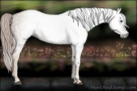 Horse Color:Gray Chestnut 