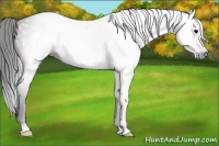 Horse Color:Gray Bay 