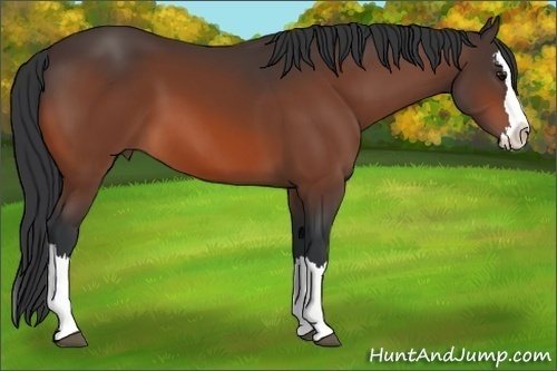 Horse Color:Bay Sabino Splash 