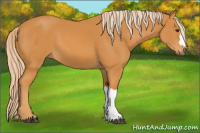Horse Color:Palomino 