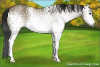 Horse Color:Gray White Spotted Smoky Grullo 