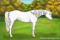 Horse Color:Smoky Creme Splash Tobiano Appaloosa 