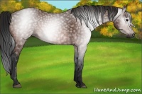 Horse Color:Gray Bay 