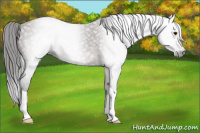 Horse Color:Gray Bay 