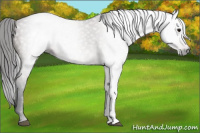 Horse Color:Gray Bay 