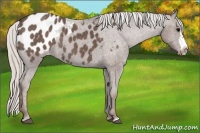 Horse Color:Silver Blue Roan Frame Appaloosa 