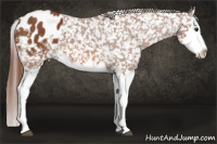 Horse Color:White Spotted Liver Chestnut Splash Appaloosa