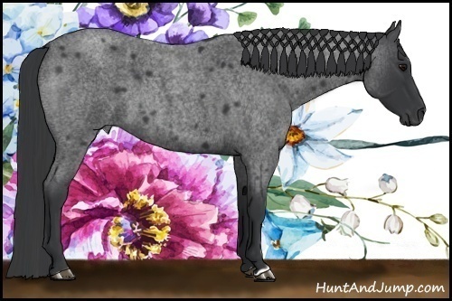 Horse Color:Blue Roan 