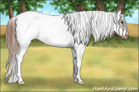 Horse Color:Red Dun Sabino Splash Frame 