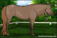 Horse Color:Liver Red Dun 