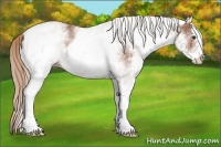 Horse Color:White Spotted Chestnut 