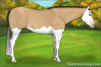 Horse Color:Gray Amber Cream Champagne Dun Splash