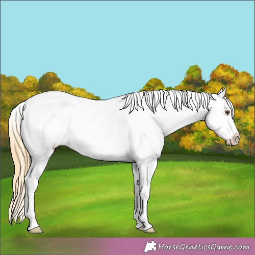 Horse Color: Buckskin Roan Dun Near Leopard 