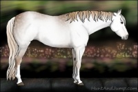 Horse Color:Gray White Spotted Chestnut 
