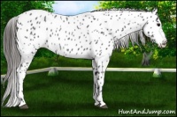 Horse Color:Blue Roan Near Leopard