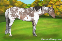Horse Color:White Spotted Bay Ice Roan 