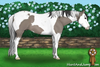 Horse Color:Grullo Splash Tobiano