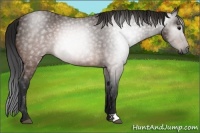 Horse Color:Gray Brown 