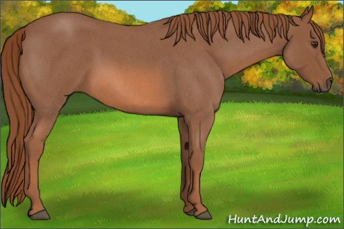 Horse Color: Liver Red Roan 