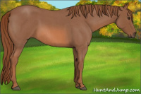 Horse Color:Liver Red Roan 