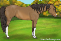 Horse Color:Buckskin 