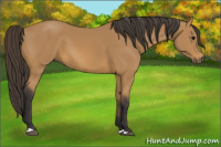 Horse Color:Buckskin 