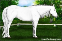 Horse Color:Gray Chestnut 