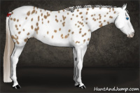 Horse Color:Buckskin Splash Appaloosa 